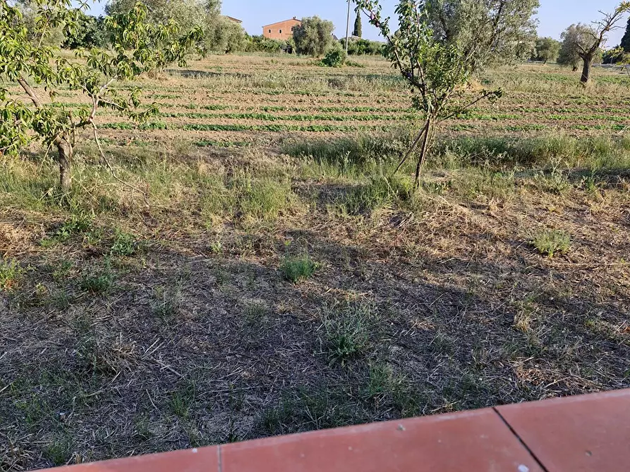 Immagine 4 di Casa colonica in vendita  a Campiglia Marittima