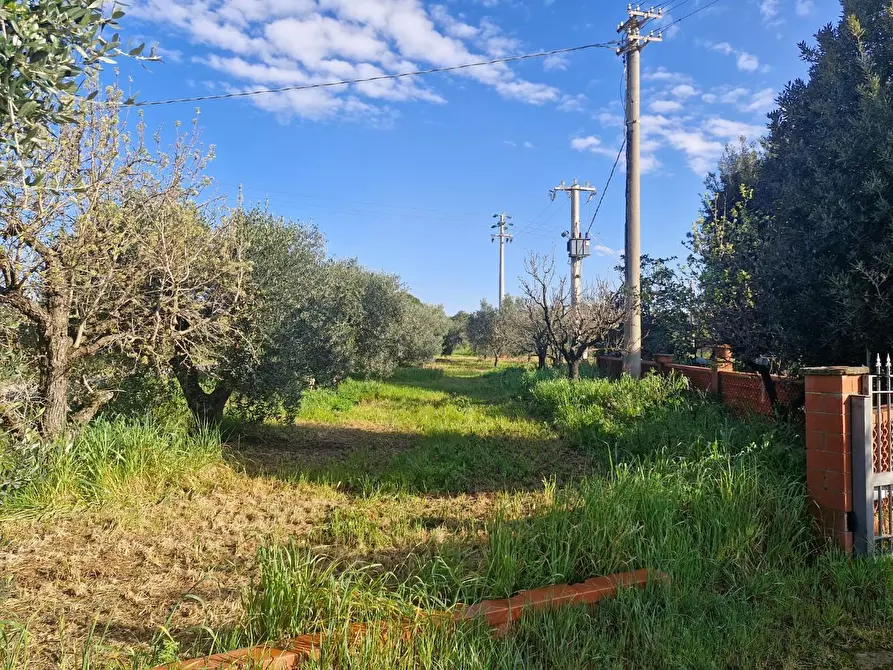 Immagine 58 di Casa colonica in vendita  a Campiglia Marittima