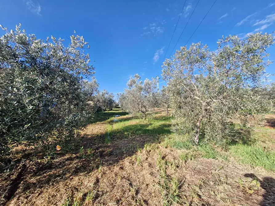 Immagine 68 di Casa colonica in vendita  a Campiglia Marittima