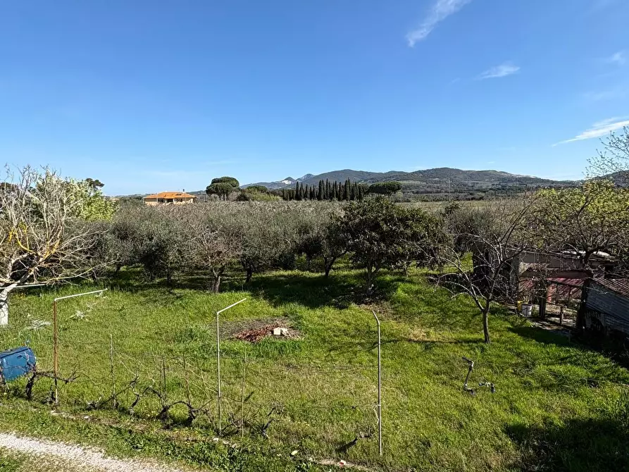 Immagine 17 di Casa colonica in vendita  a Campiglia Marittima
