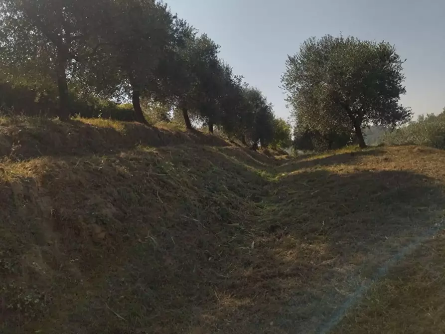 Immagine 2 di Terreno agricolo in vendita  a Palaia
