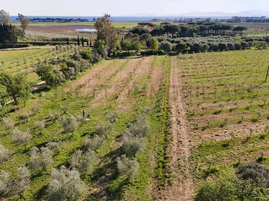 Immagine 11 di Terreno agricolo in vendita  a Piombino