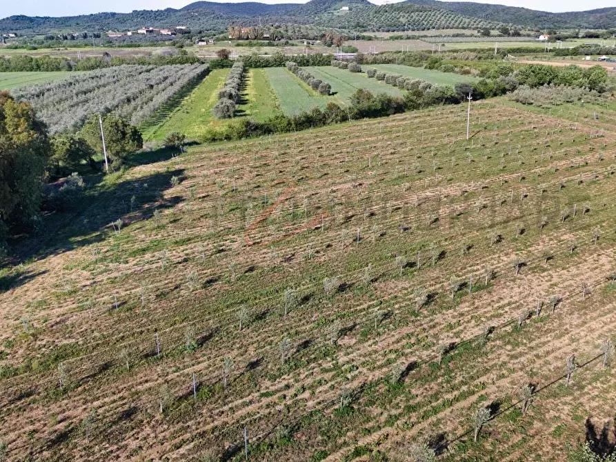 Immagine 14 di Terreno agricolo in vendita  a Piombino