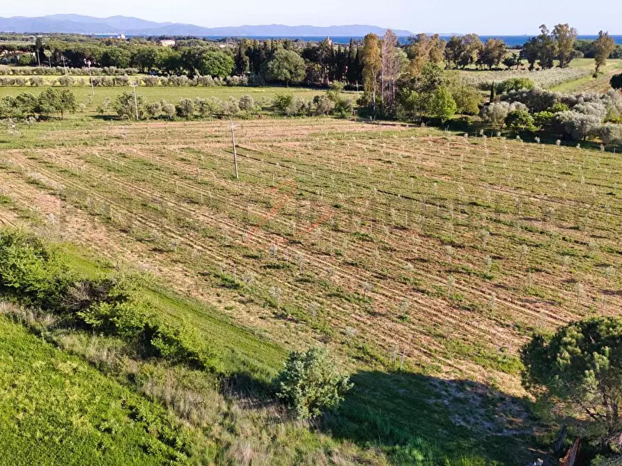 Immagine 12 di Terreno agricolo in vendita  a Piombino