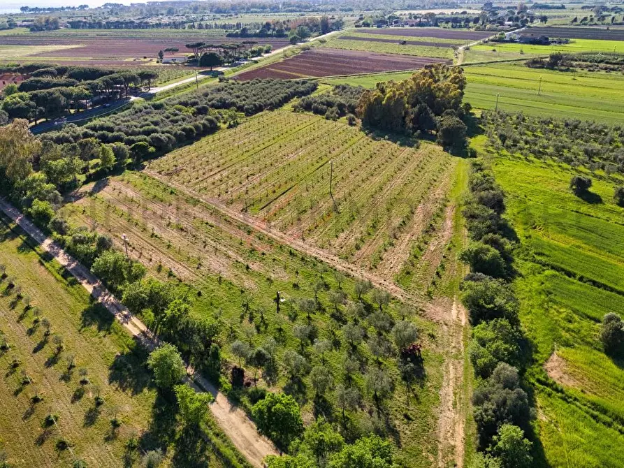 Immagine 18 di Terreno agricolo in vendita  a Piombino