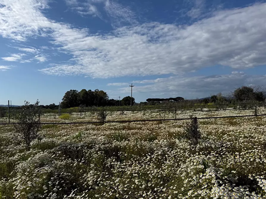 Immagine 6 di Terreno agricolo in vendita  a Piombino