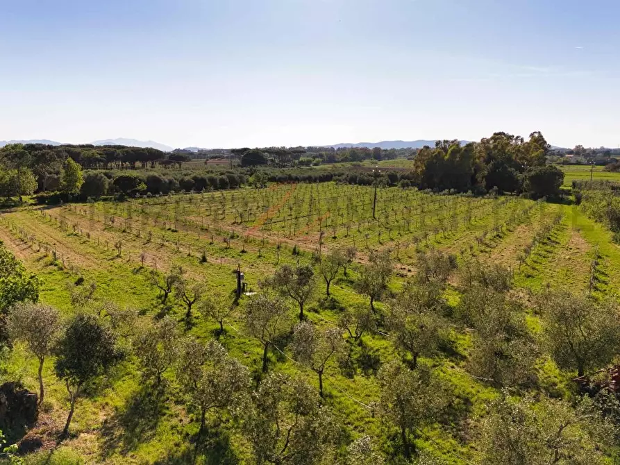 Immagine 10 di Terreno agricolo in vendita  a Piombino