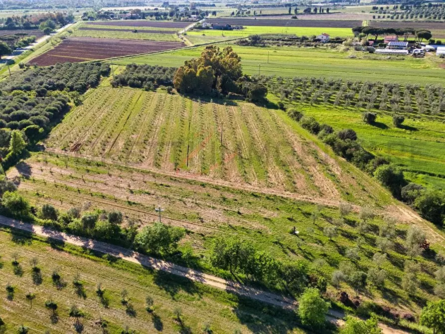 Immagine 17 di Terreno agricolo in vendita  a Piombino