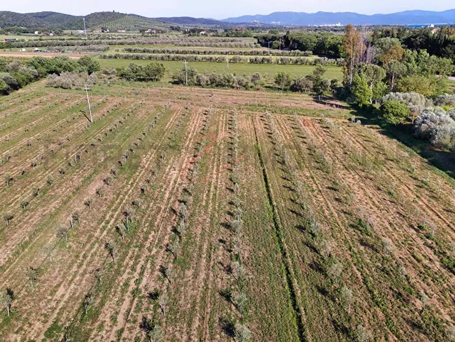 Immagine 13 di Terreno agricolo in vendita  a Piombino