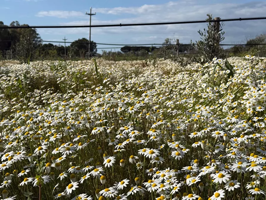 Immagine 7 di Terreno agricolo in vendita  a Piombino