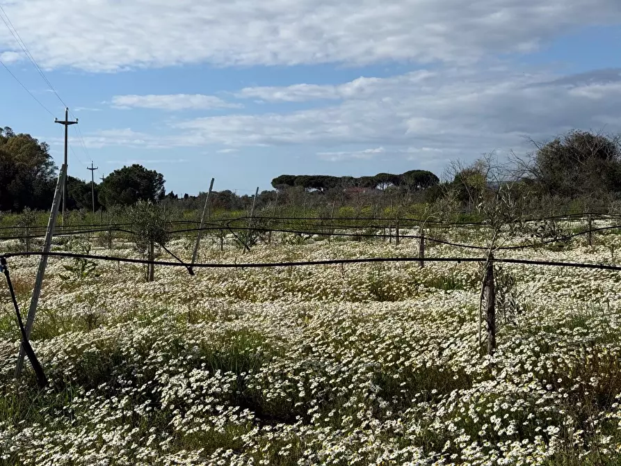 Immagine 3 di Terreno agricolo in vendita  a Piombino
