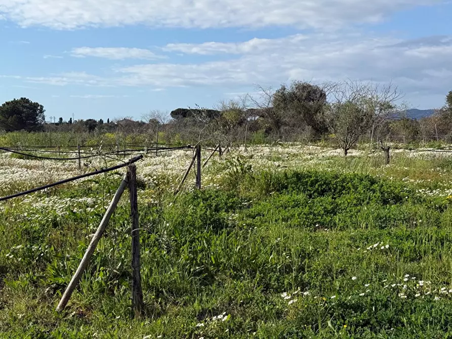 Immagine 4 di Terreno agricolo in vendita  a Piombino