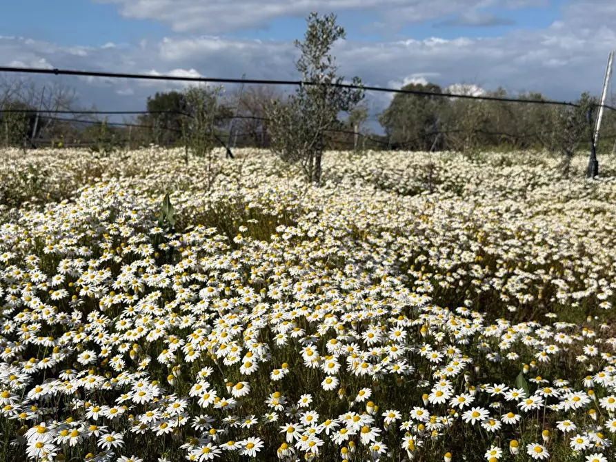 Immagine 8 di Terreno agricolo in vendita  a Piombino