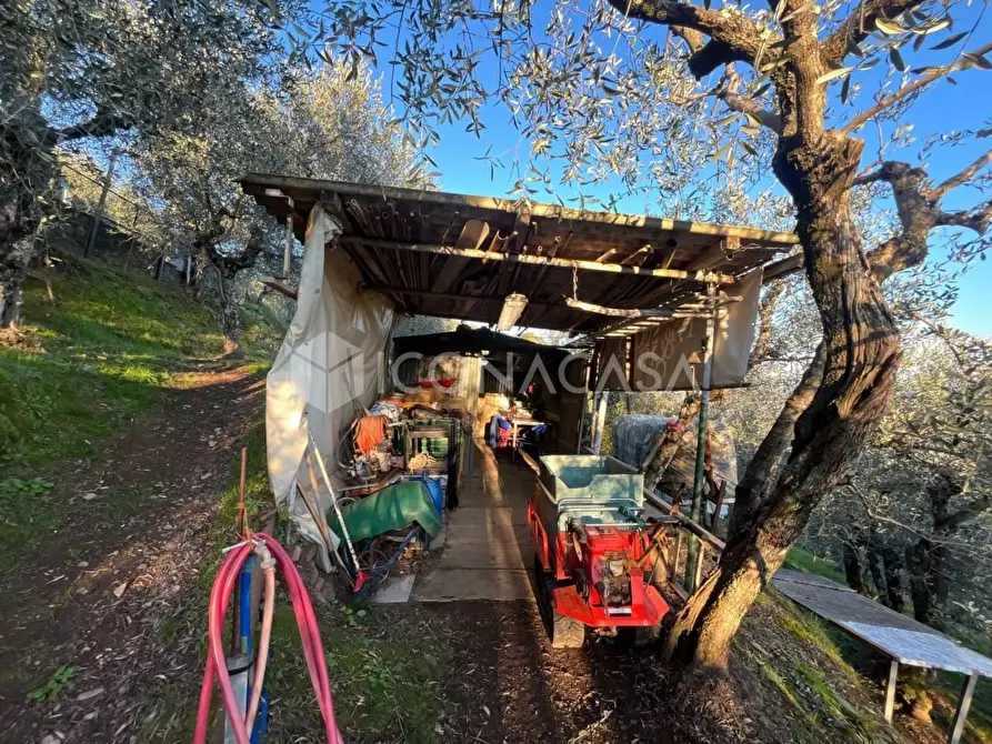 Immagine 14 di Terreno agricolo in vendita  a Buti