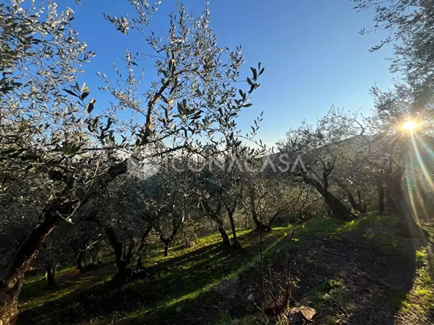 Immagine 10 di Terreno agricolo in vendita  a Buti
