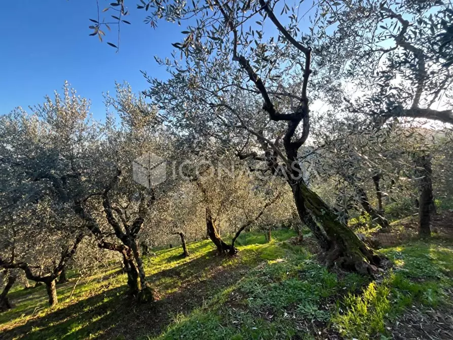 Immagine 15 di Terreno agricolo in vendita  a Buti