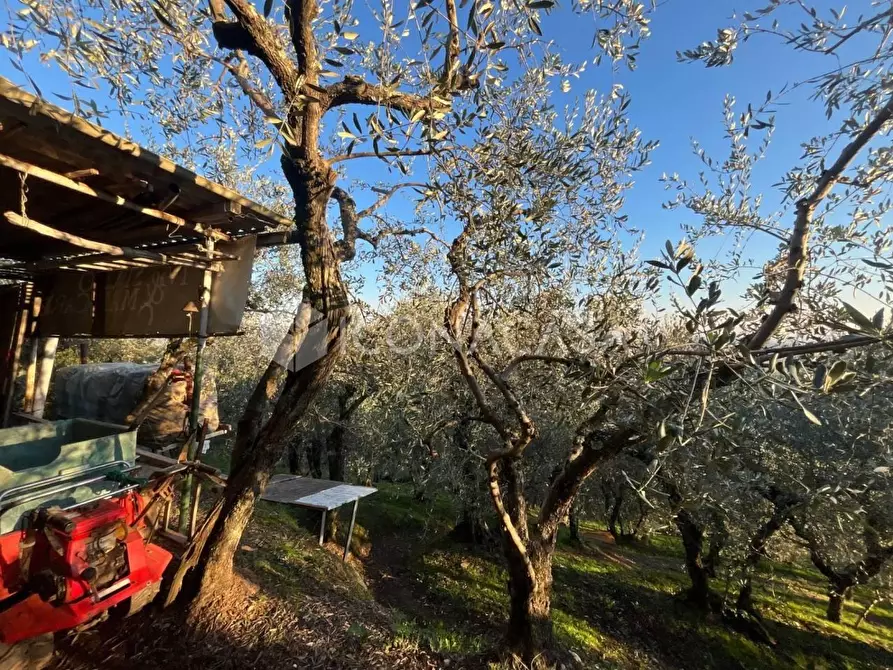 Immagine 13 di Terreno agricolo in vendita  a Buti