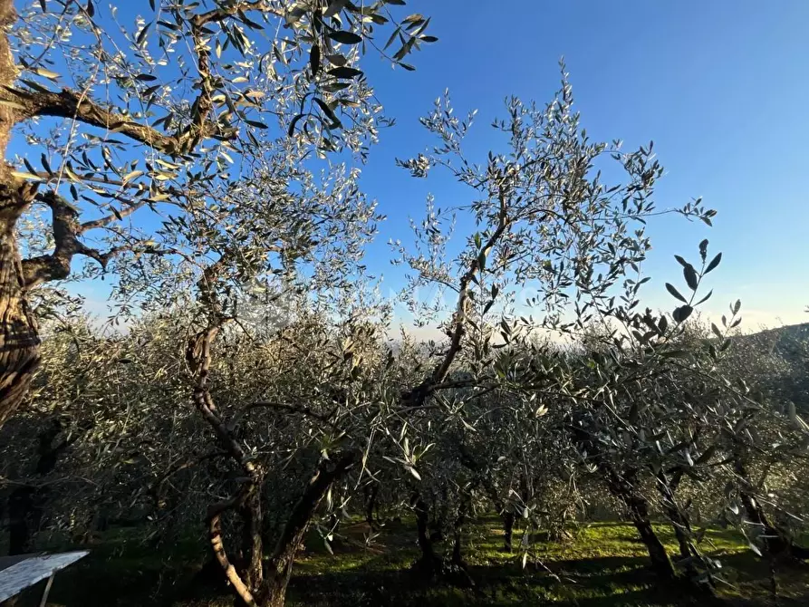 Immagine 12 di Terreno agricolo in vendita  a Buti