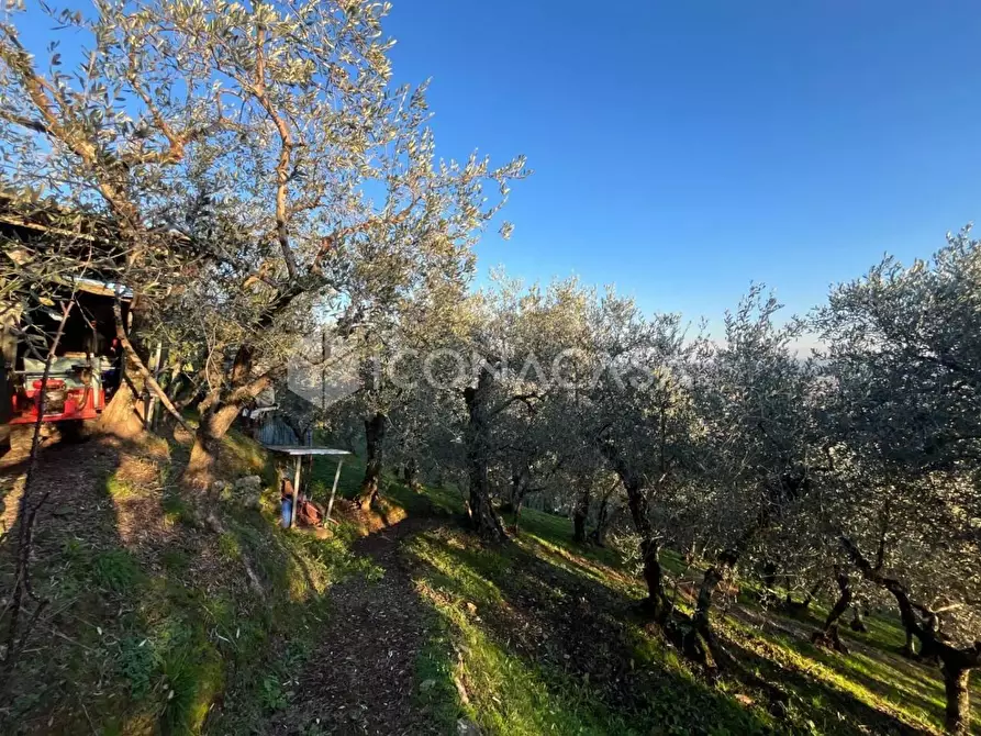 Immagine 20 di Terreno agricolo in vendita  a Buti