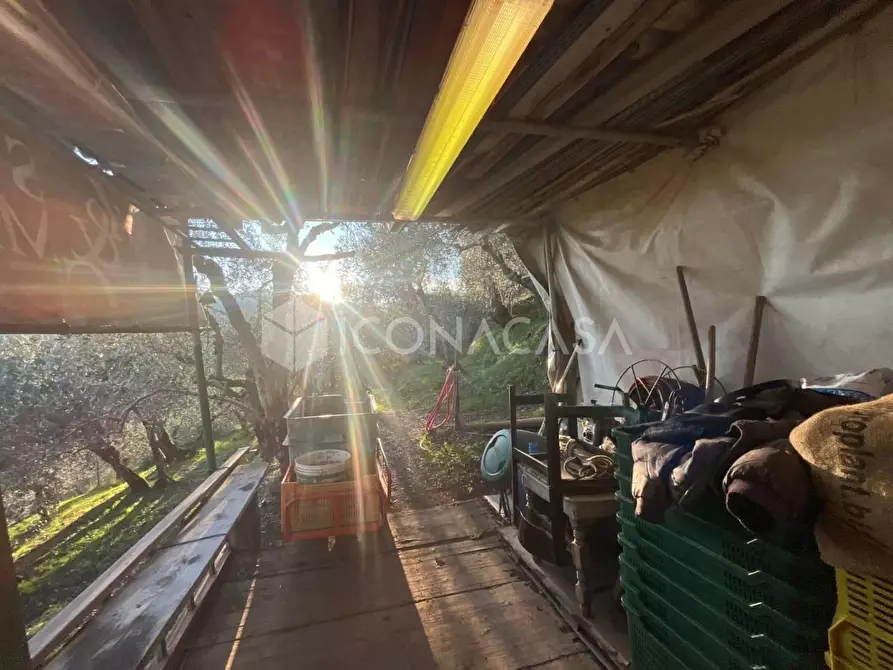 Immagine 18 di Terreno agricolo in vendita  a Buti