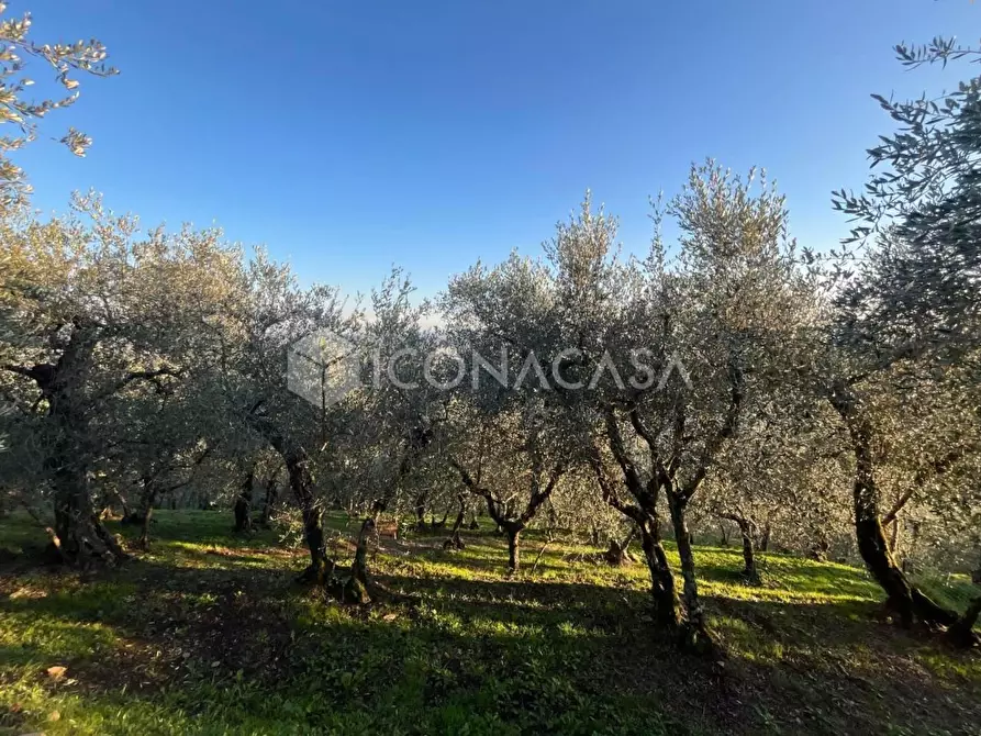 Immagine 19 di Terreno agricolo in vendita  a Buti