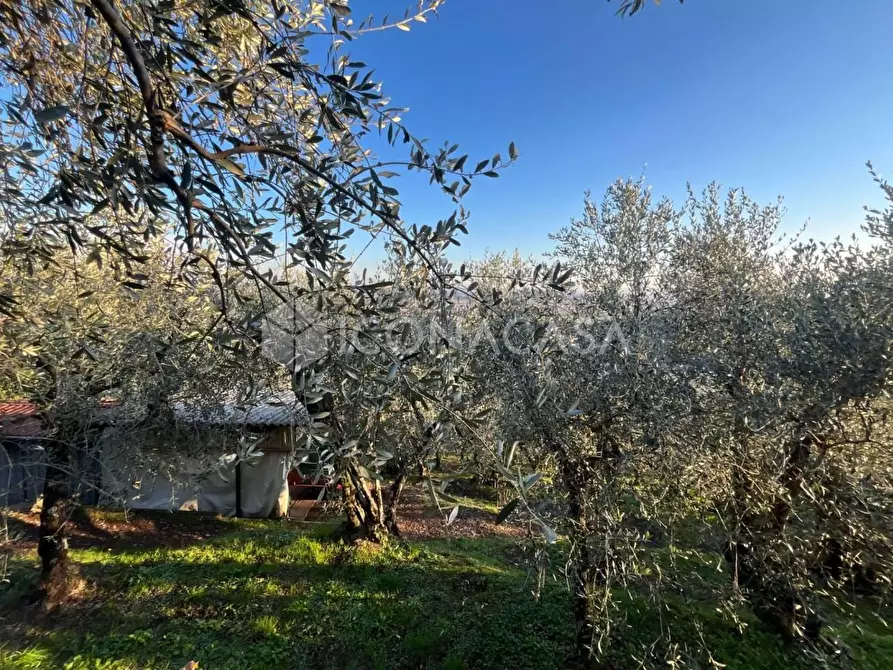 Immagine 8 di Terreno agricolo in vendita  a Buti