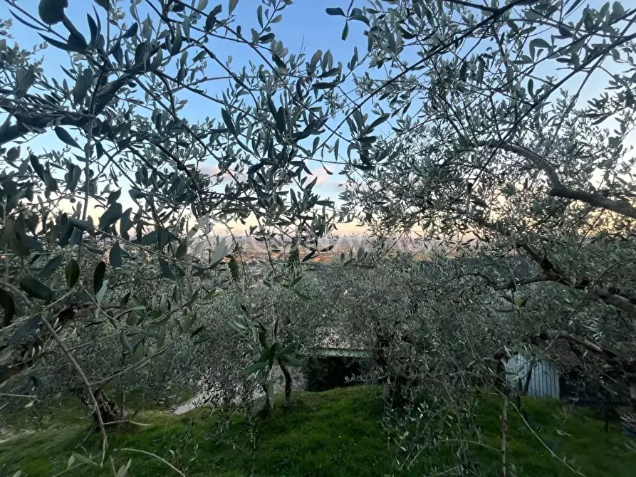Immagine 7 di Terreno agricolo in vendita  a Buti