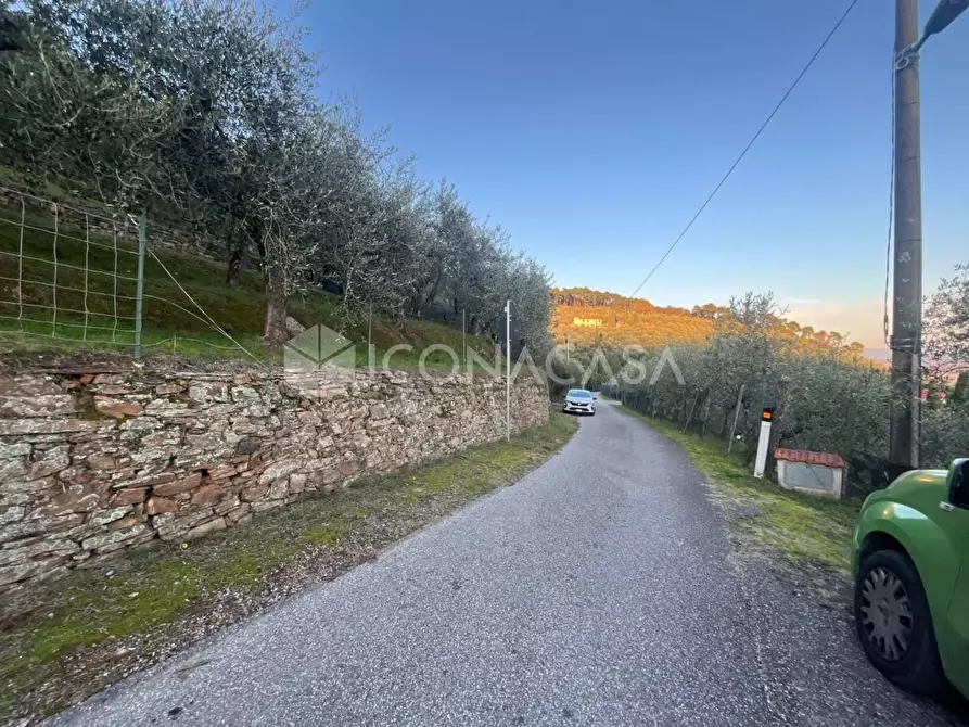 Immagine 4 di Terreno agricolo in vendita  a Buti