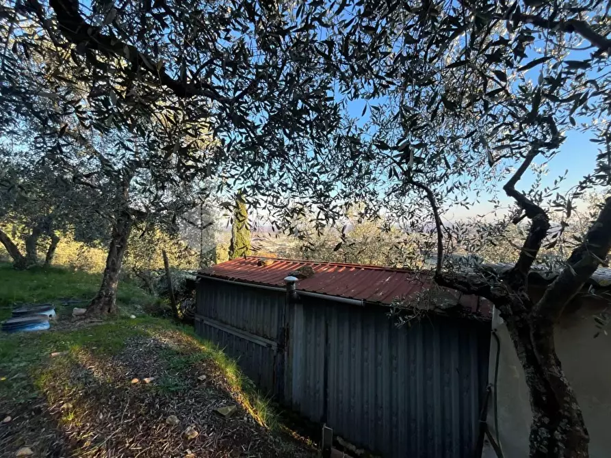 Immagine 9 di Terreno agricolo in vendita  a Buti