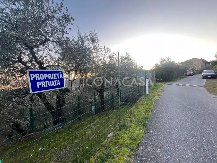 Immagine 6 di Terreno agricolo in vendita  a Buti