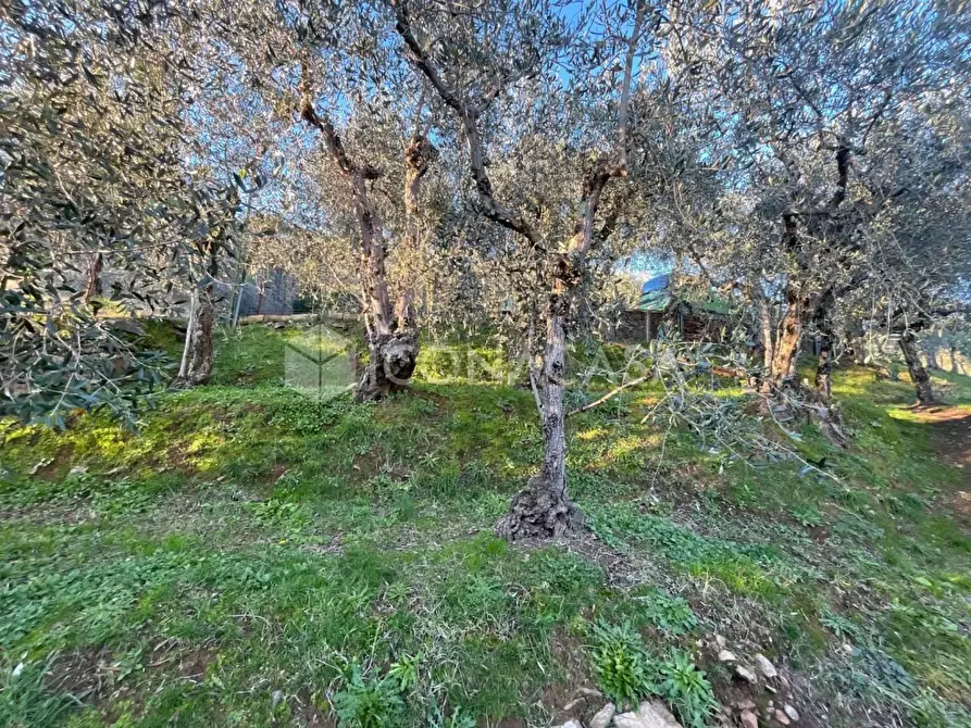 Immagine 17 di Terreno agricolo in vendita  a Buti