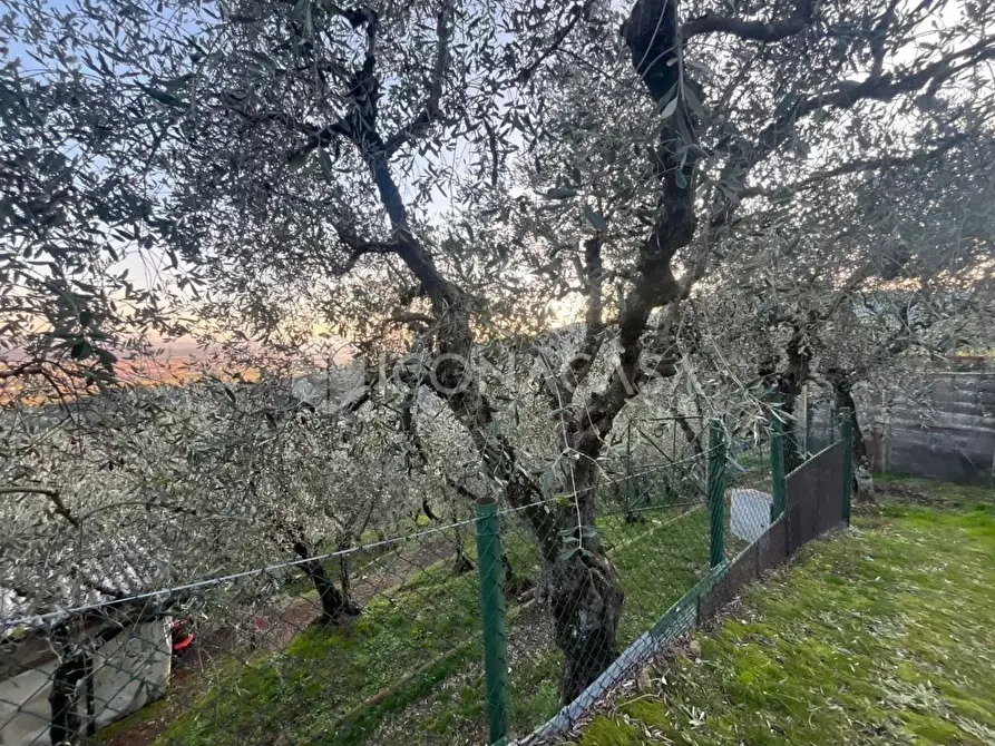 Immagine 2 di Terreno agricolo in vendita  a Buti