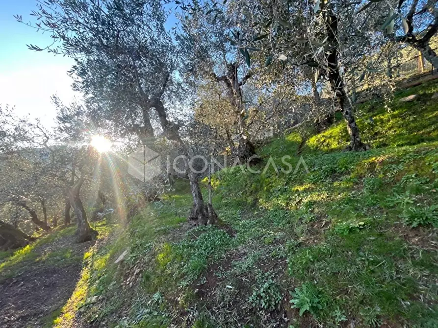 Immagine 11 di Terreno agricolo in vendita  a Buti