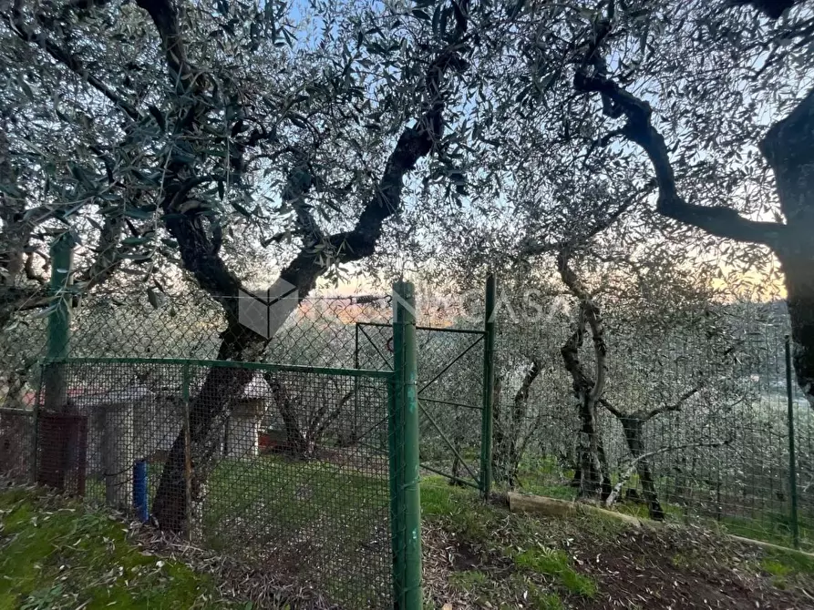 Immagine 3 di Terreno agricolo in vendita  a Buti
