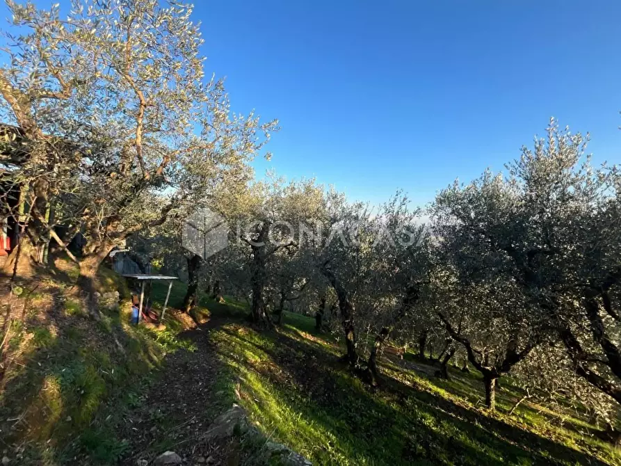 Immagine 16 di Terreno agricolo in vendita  a Buti
