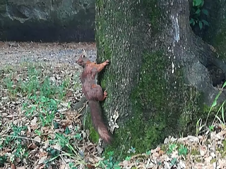 Immagine 13 di Appartamento in vendita  a Calcinaia
