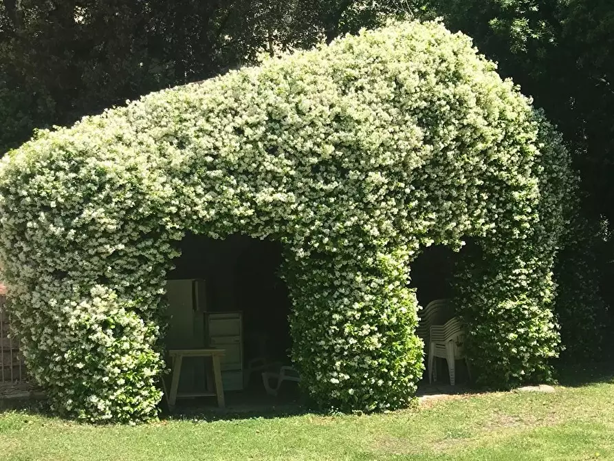 Immagine 6 di Appartamento in vendita  a Calcinaia