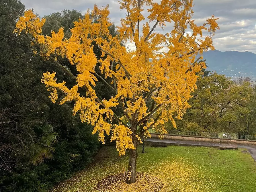 Immagine 11 di Appartamento in vendita  a Calcinaia