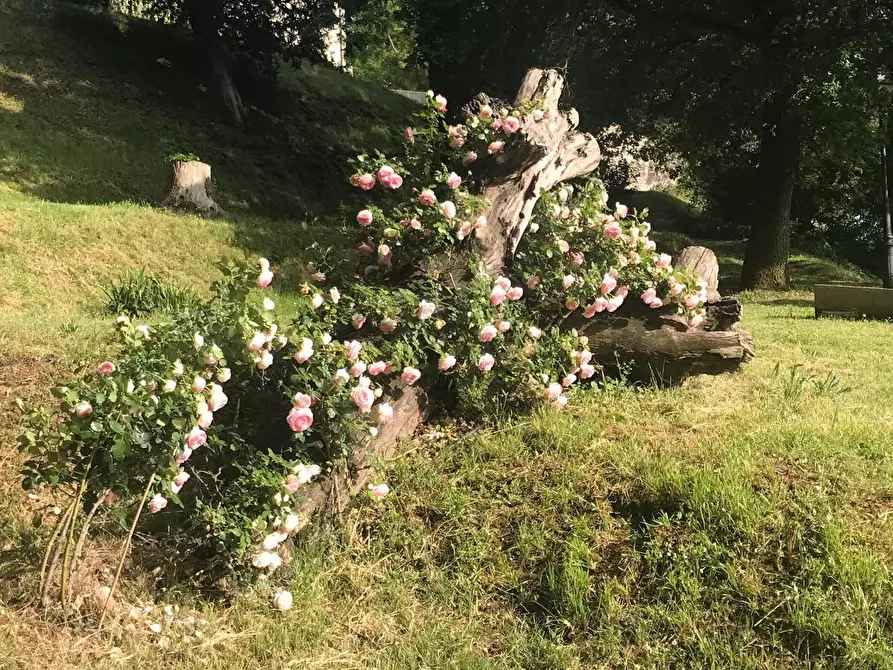 Immagine 15 di Appartamento in vendita  a Calcinaia