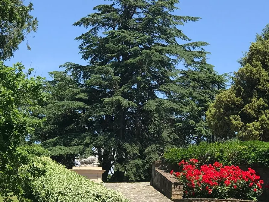 Immagine 4 di Appartamento in vendita  a Calcinaia