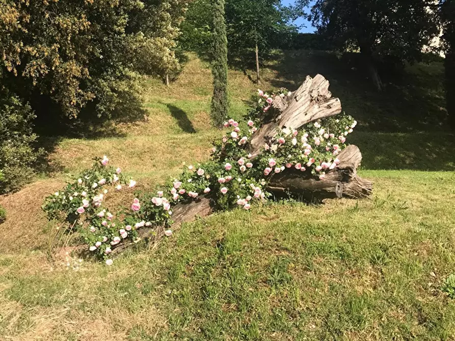 Immagine 14 di Appartamento in vendita  a Calcinaia