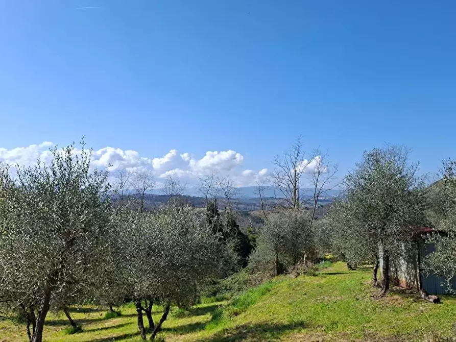 Immagine 7 di Terreno agricolo in vendita  a Peccioli