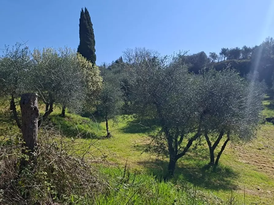 Immagine 2 di Terreno agricolo in vendita  a Peccioli