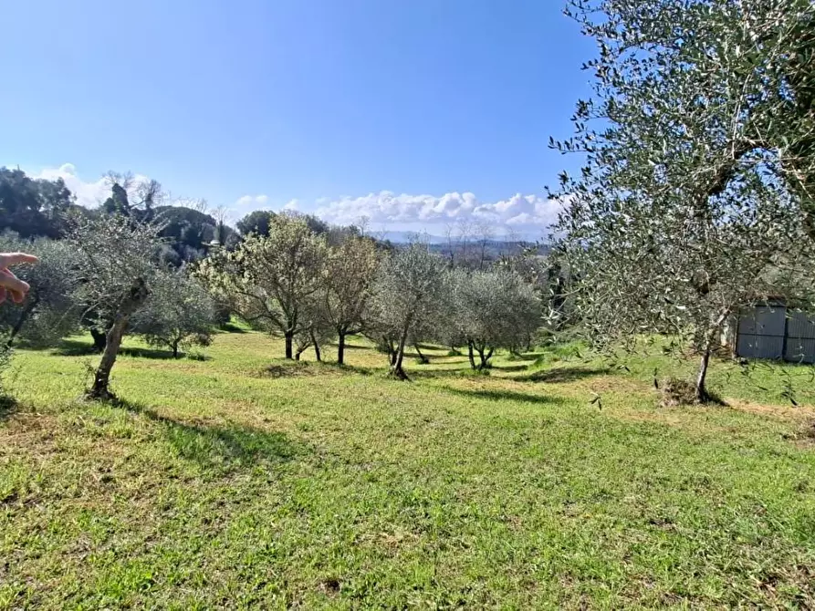 Immagine 6 di Terreno agricolo in vendita  a Peccioli