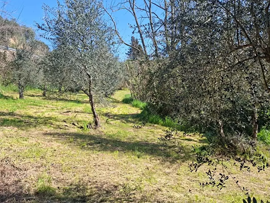 Immagine 3 di Terreno agricolo in vendita  a Peccioli