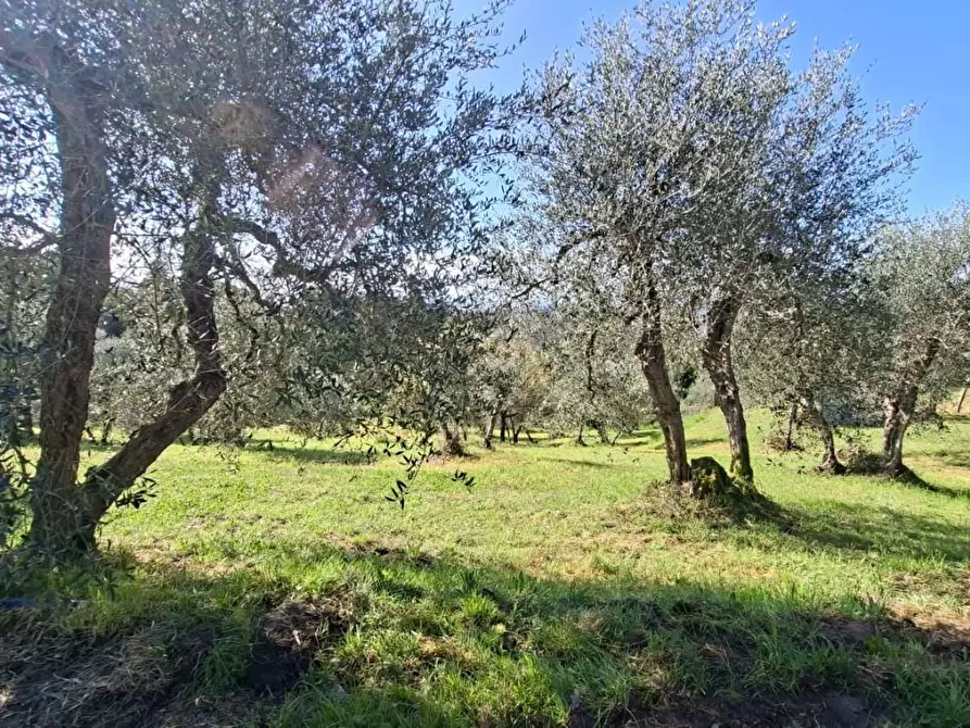 Immagine 8 di Terreno agricolo in vendita  a Peccioli