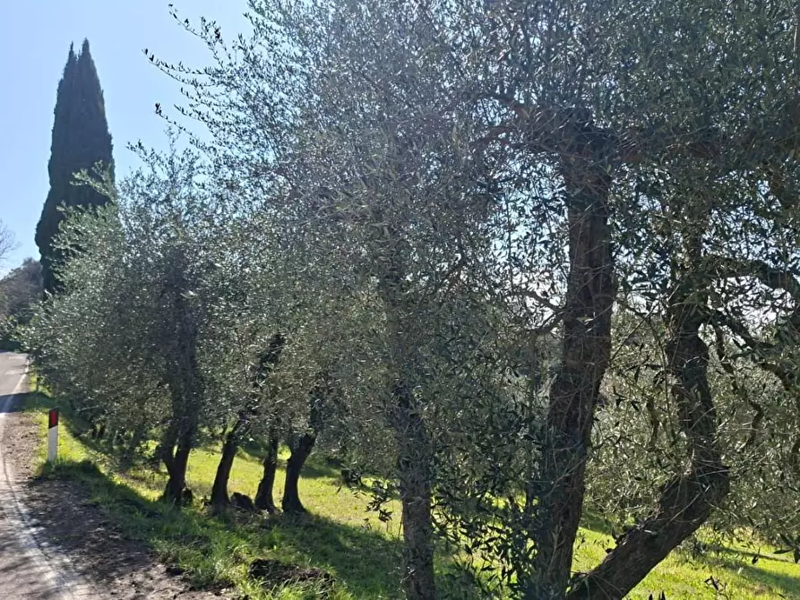 Immagine 5 di Terreno agricolo in vendita  a Peccioli