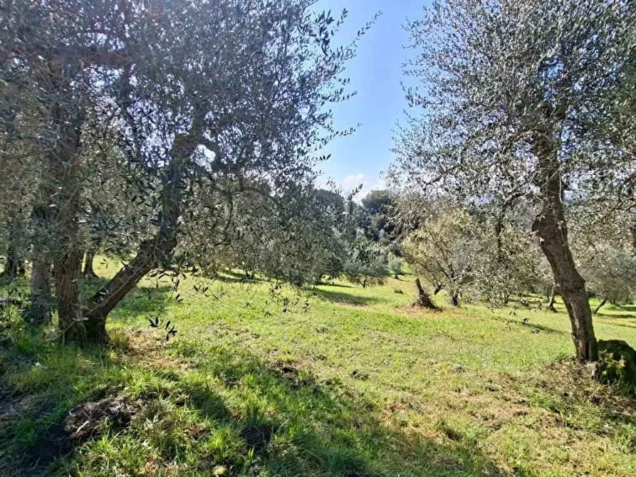 Immagine 1 di Terreno agricolo in vendita  a Peccioli