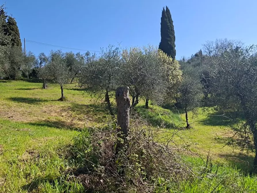 Immagine 4 di Terreno agricolo in vendita  a Peccioli
