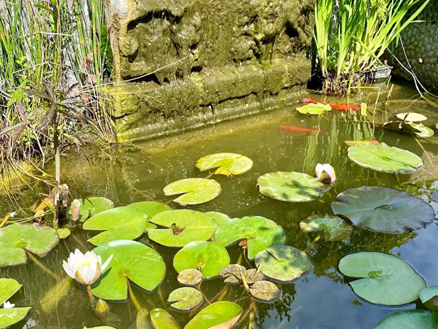 Immagine 5 di Terratetto in vendita  a Camaiore